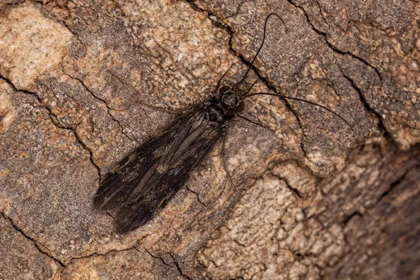Ενηλίκων Caddisfly Insect Του Γένους Chimarra — Φωτογραφία Αρχείου