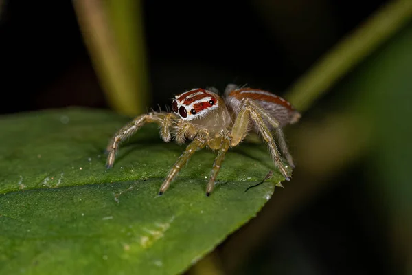 Small Female Jumping Spider Genus Chira — Stock Photo, Image