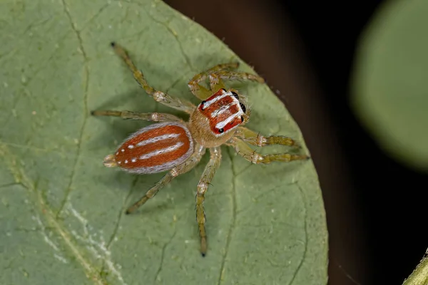 Μικρή Θηλυκή Πηδώντας Αράχνη Του Genus Chira — Φωτογραφία Αρχείου