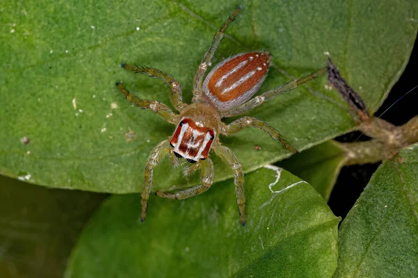 Chira Cinsinin Küçük Dişi Sıçrayan Örümceği — Stok fotoğraf
