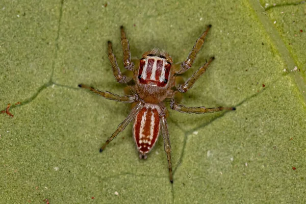Small Female Jumping Spider Genus Chira — Stockfoto