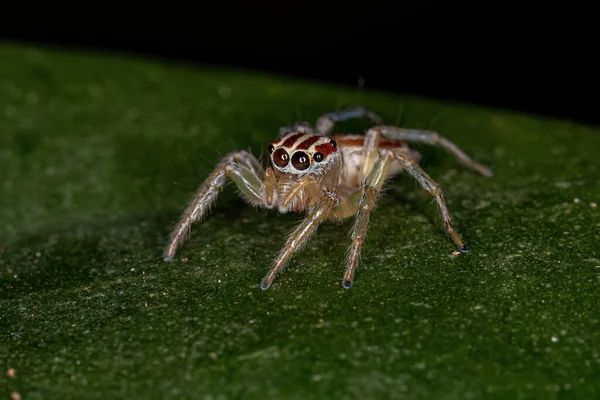 Μικρή Θηλυκή Πηδώντας Αράχνη Του Genus Chira — Φωτογραφία Αρχείου