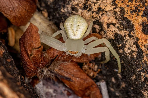 Felnőtt Nőstény Rák Család Pókja Thomisidae — Stock Fotó