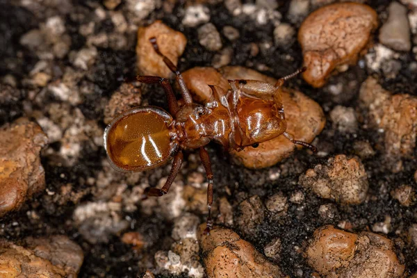 Yetişkin Sarı Kaplumbağa Karınca Cinsi Cephalotes — Stok fotoğraf