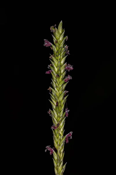 Piccolo Fiore Erba Della Famiglia Poaceae — Foto Stock