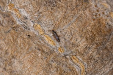 Small Elongate Springtail Arthropod of the Order Entomobryomorpha