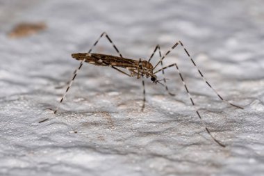 Limoniid ailesinden Yetişkin Turna Sineği Limonidae