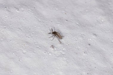 Ceratopogonidae familyasından yetişkin ısıran Midge.