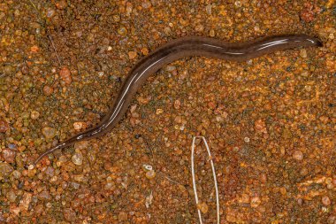 Rhynchodemus cinsinin küçük toprak planlamacısı