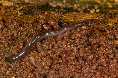 Rhynchodemus cinsinin küçük toprak planlamacısı