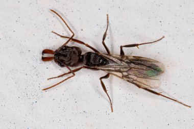 Yetişkin Kadın Tuzak Çene Odontomachus Tipi Kraliçe Karınca