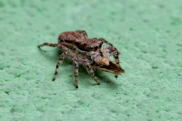 Small Gray Wall Jumping Spider Species Menemerus Bivittatus Preying Moth — Stok fotoğraf