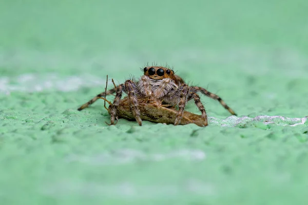 Small Gray Wall Jumping Spider Spesies Menemerus Bivittatus Memangsa Ngengat — Stok Foto