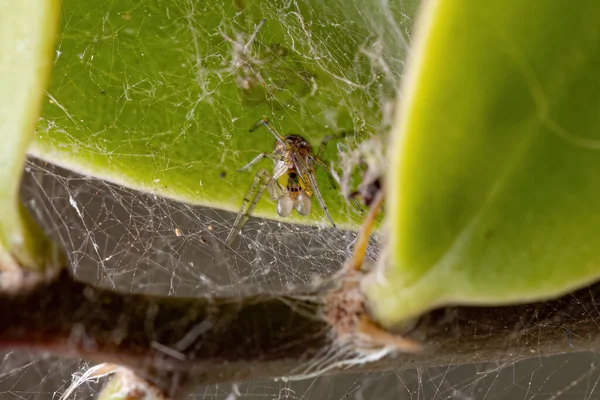 Cobweb Spider Family Theridiidae — 스톡 사진