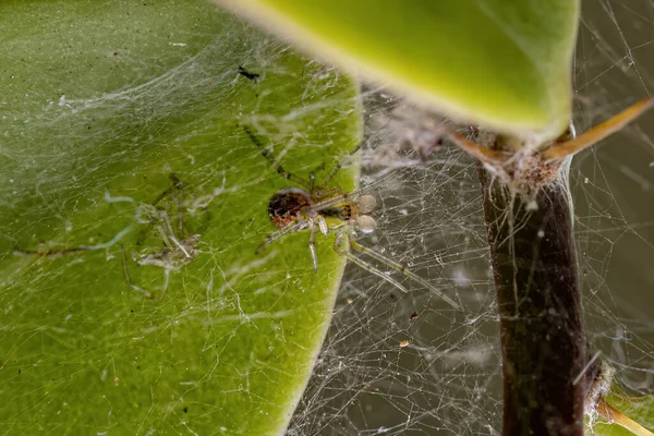 Взрослый Паук Семейства Theridiidae — стоковое фото