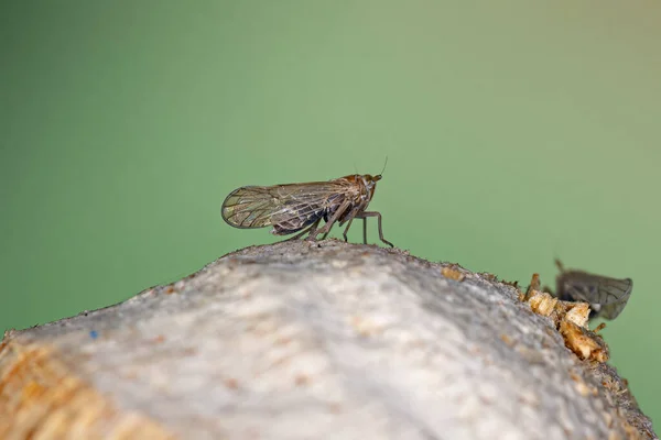 Adult Planthopper Insect Superfamily Fulgoroidea — Stockfoto