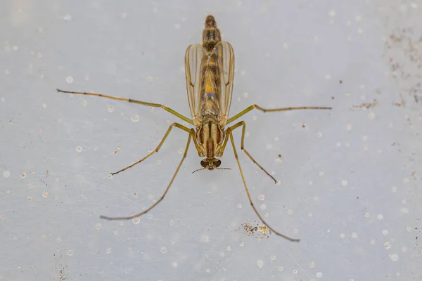 Midge Adulto Mordedor Familia Chironomidae — Foto de Stock