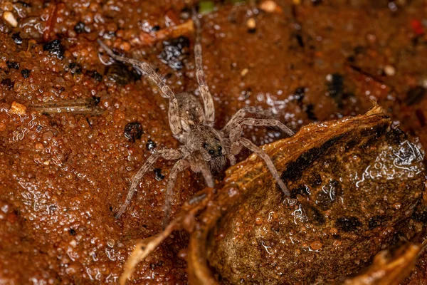 Kis Farkas Pók Lycosidae Családból — Stock Fotó