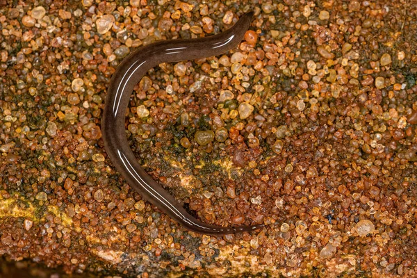 Rhynchodemus cinsinin küçük toprak planlamacısı