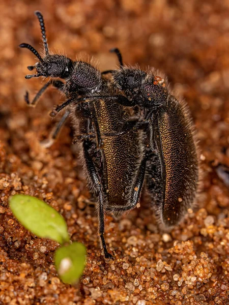 Lagria Villosa Coupling 딱정벌레 — 스톡 사진