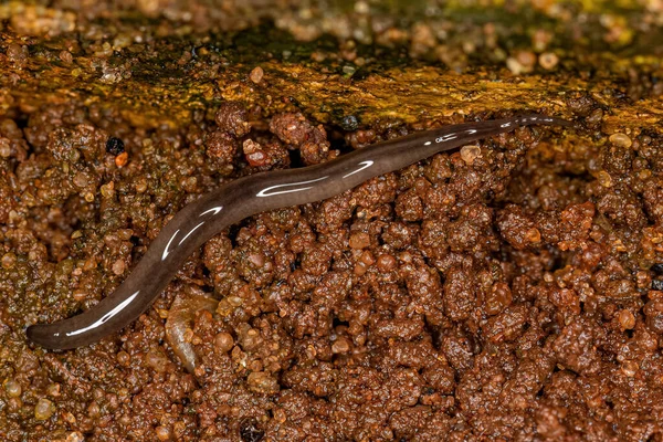 Rhynchodemus cinsinin küçük toprak planlamacısı