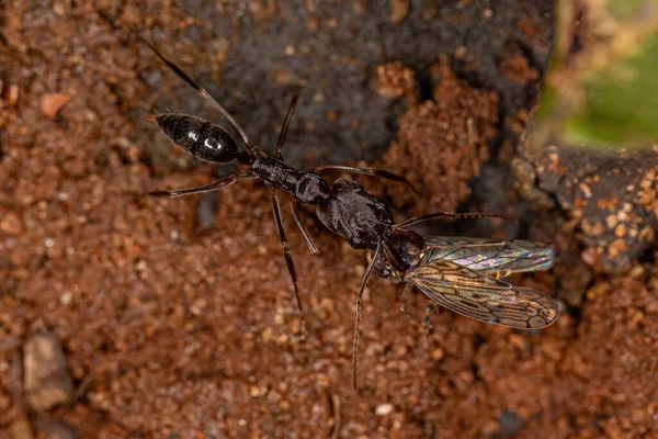 Adult Trap Jaw Ant Genus Odontomachus Carrying Dead Adult Typical — Stockfoto