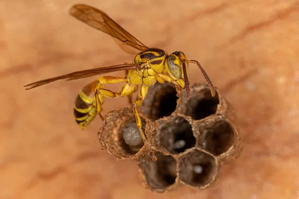 Adult Long Waisted Paper Wasp Genus Mischocyttarus — Stock Photo, Image