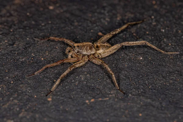 Small Wolf Spider of the Family Lycosidae