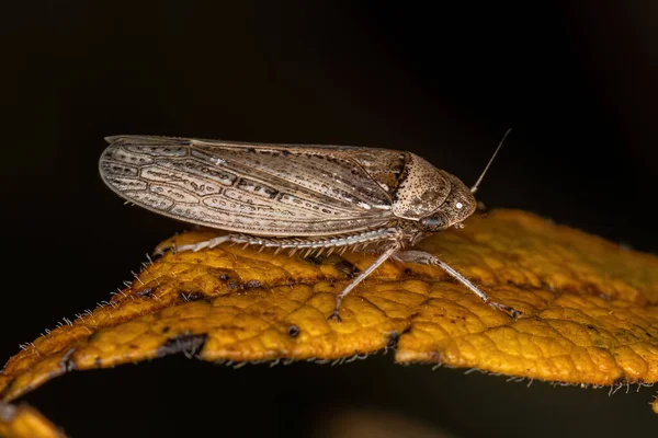 Ενηλίκων Typical Leafhopper Species Sordana Sordida — Φωτογραφία Αρχείου