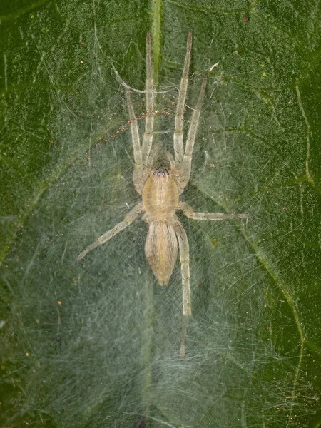 Malý Pavouček Duchů Čeledi Anyphaenidae — Stock fotografie
