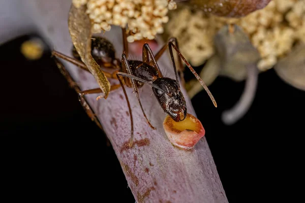 Adult Female Carpenter Ant Genus Camponotus Eating Extrafloral Nectary Plant —  Fotos de Stock