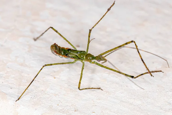 Assassin Bug Nymphe Tribu Harpactorini — Photo