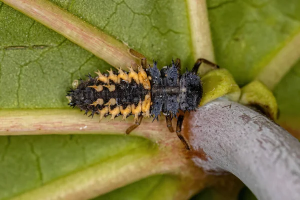 Asiatiska Damskalbaggen Larva Arten Harmonia Axyridis — Stockfoto