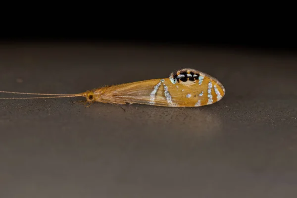 Adult Caddisfly Insect Genus Nectopsyche Mimics Jumping Spider Salticidae Family — Stock Photo, Image