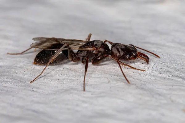 Weibliche Trap Kiefer Königinnen Ameise Der Gattung Odontomachus — Stockfoto