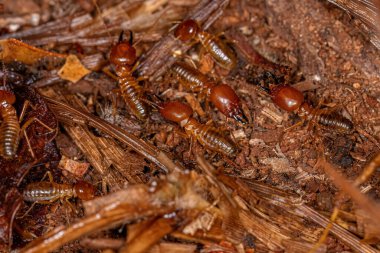 Adult Jawsnouted Termites of the species Syntermes nanus