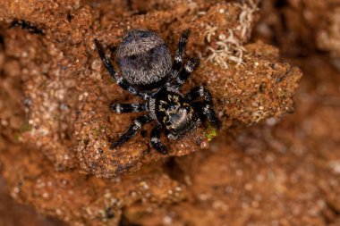 Corythalia cinsinin küçük zıplayan örümceği.
