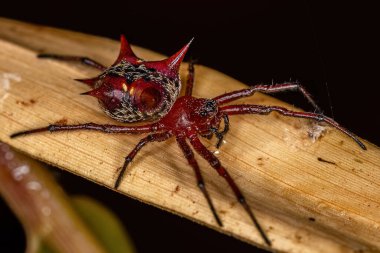 Adult Female Orbweaver of the species Actinosoma pentacanthum