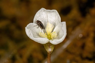 Adult Shore Fly of the Family Ephydridae