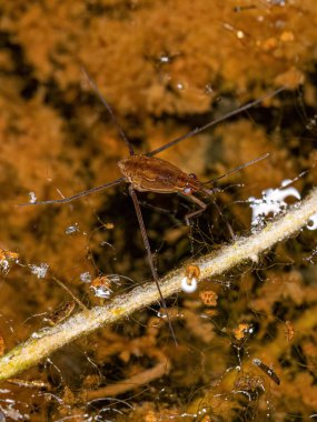 Small Water Strider of the Family Gerridae