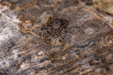 small jumping spider of the species Platycryptus magnus on a tree trunk with selective focus