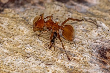 Small Leptomyrmecine Ant of the Tribe Leptomyrmecini biting an Adult Yellow Turtle Ant of the Genus Cephalotes