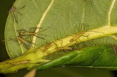 Assassin Bug Nymphs of the Tribe Harpactorini