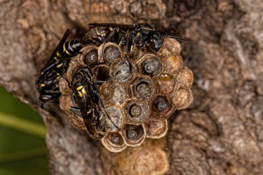 Mischocyttarus cinsinin Yetişkin Uzun Belli Kağıt Arısı