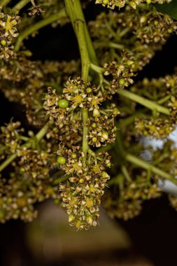 Small flowering branches of the mango fruit tree in closeup