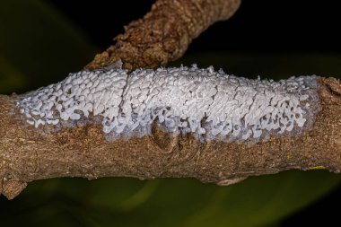 Egg sac of a hemipteran insect in macro view