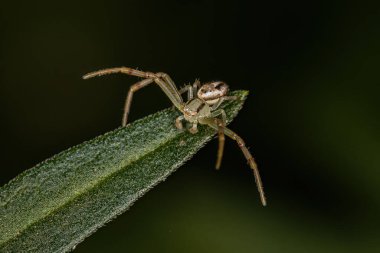 Thomisidae ailesinden Yetişkin Erkek Yengeç Örümceği