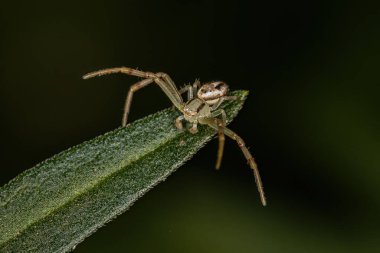 Adult Male Crab Spider of the Family Thomisidae clipart
