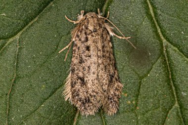 Adult Grass Tubeworm Moth of the Genus Tiquadra