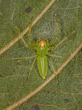 Yetişkin dişi yarı saydam yeşil atlayan Lyssomanes cinsinden örümcek.